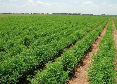 خبرنگاران تولیدات بخش کشاورزی خوزستان در افق 1410به 30میلیون تن خواهد رسید