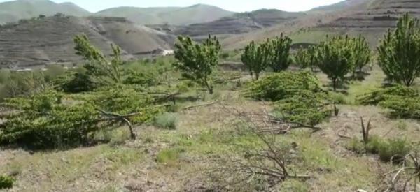 تنها 330 اصله درخت باغدار سنندجی قطع شده است