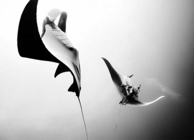 تصاویر سیاه و سفید خارق العاده از دنیای زیر آب مکزیک