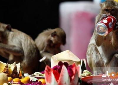 برترین مکان ها برای تماشای میمون ها در تایلند؟تصویر