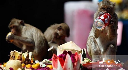 برترین مکان ها برای تماشای میمون ها در تایلند؟تصویر
