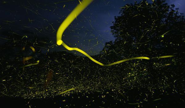 تور دهلی: نمایش حیرت انگیز کرم های شب تاب در جنگل های هندوستان