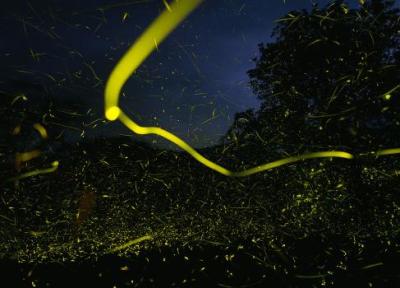 تور دهلی: نمایش حیرت انگیز کرم های شب تاب در جنگل های هندوستان