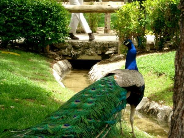 باغ پرندگان اصفهان (قیمت ساخت ویلا)