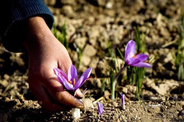 برداشت زرشک و زعفران گردشگران خارجی را مهمان خراسان جنوبی کرد