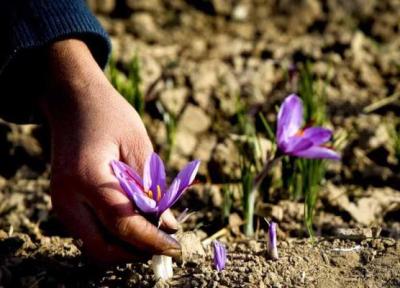 برداشت زرشک و زعفران گردشگران خارجی را مهمان خراسان جنوبی کرد